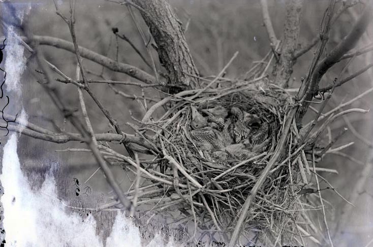 Four young Crow in nest–3 miles N.E. of Havelock. Apr. 26, 1918