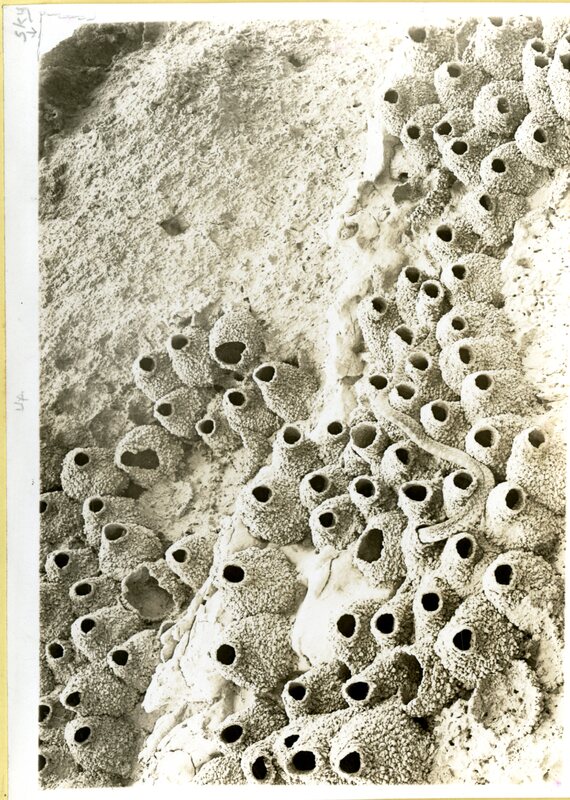 Frank H. Shoemaker, typescript, 3 pages, on snake hunting in Cliff Swallow nests, with an accompanying note and photo.