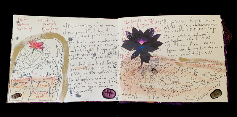 A detailed, hand-drawn botanical illustration with annotations and text, featuring a lotus flower and related botanical elements.