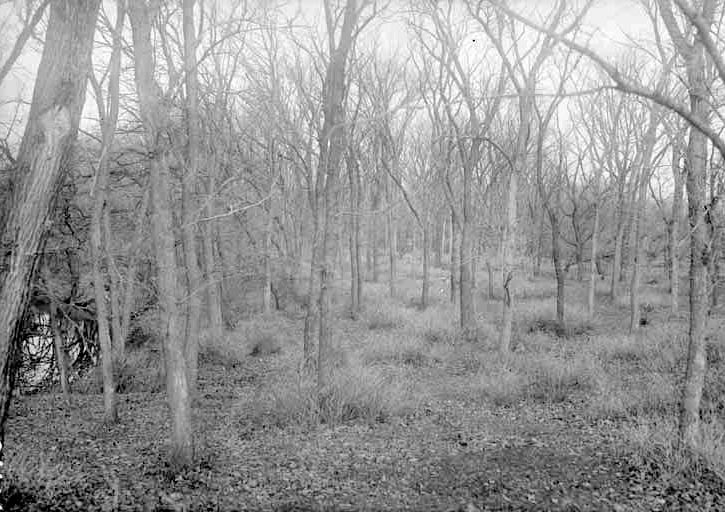 Branson woods. Lancaster County. Frank H. Shoemaker (321301-A0976)