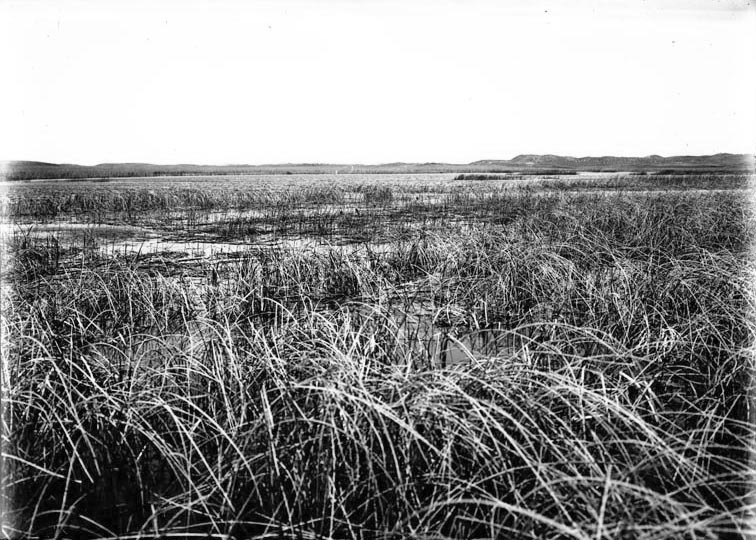 Original caption: Hackberry Lake, Cherry Co., Nebraska. Across the tules. June 1903. Cherry County.