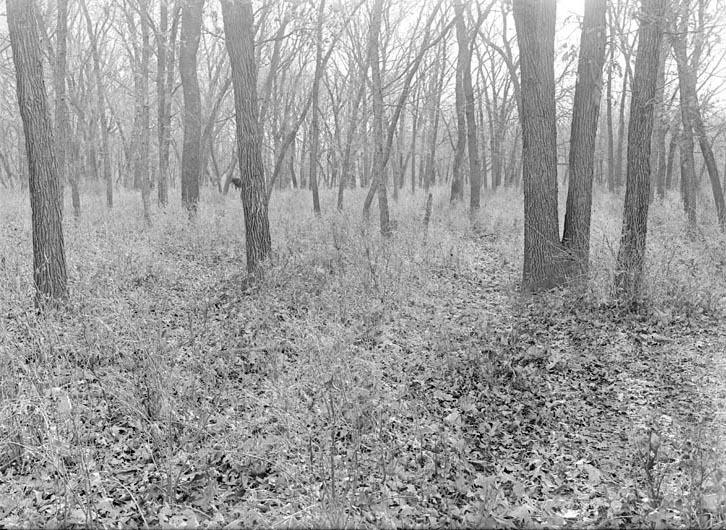 Original caption: Bottomland woods near Salt Creek, Saltillo. Oct. 1919