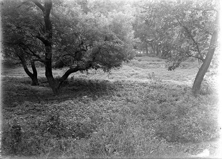 Late afternoon view, Branson Woods. Lancaster County. Frank H. Shoemaker (321301-A1574)