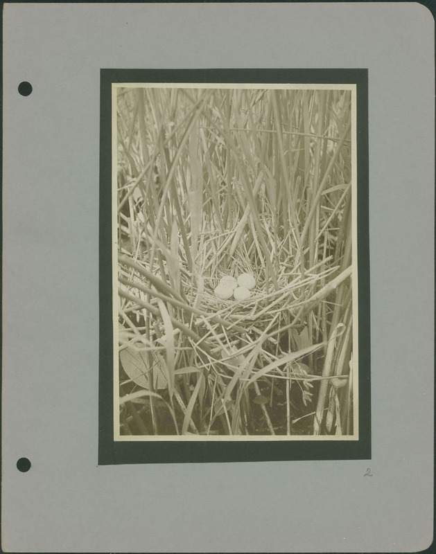 Frank Shoemaker - Omaha, Lincoln, and Nebraska Narratives