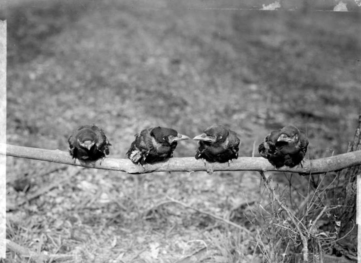 Four young Crow“Branson Grove, Lincoln Apr. 28, 1918. Lancaster County. Frank H. Shoemaker (321301-A0287)