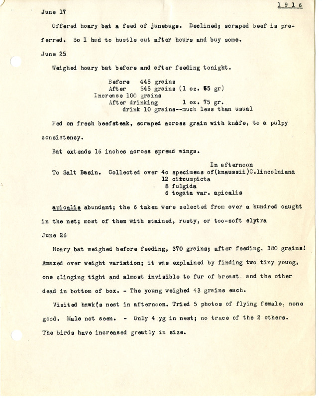 Frank H. Shoemaker typescript, 3 pages, detailing bird sightings at Salt Basin, near Lincoln, Nebraska.
