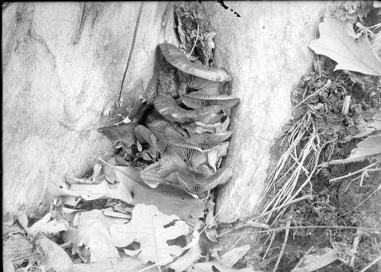 Mushroom at base of tree-Branson woods. 1919. Lancaster County. Frank H. Shoemaker (321301-A0973)