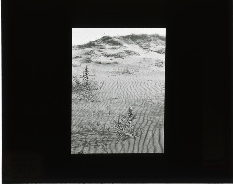 Original caption: Sand ripples in blowout, Cherry Co, 1911, July F.H.S. Cherry County. Frank H. Shoemaker (121111-00021)