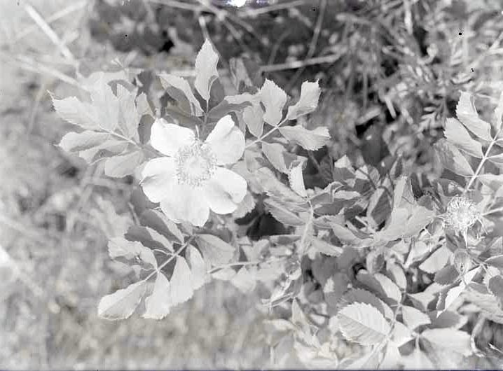 Wild rose, Havelock. June 11, 1916