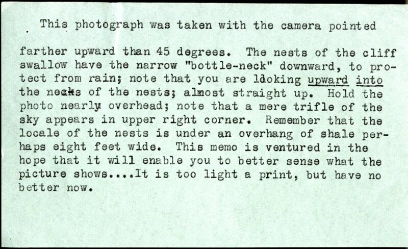 Frank H. Shoemaker, typescript, 3 pages, on snake hunting in Cliff Swallow nests, with an accompanying note and photo.
