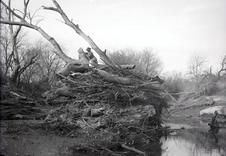 Pile of driftwood, Salt Creek, near Havelock. Nov. 1914