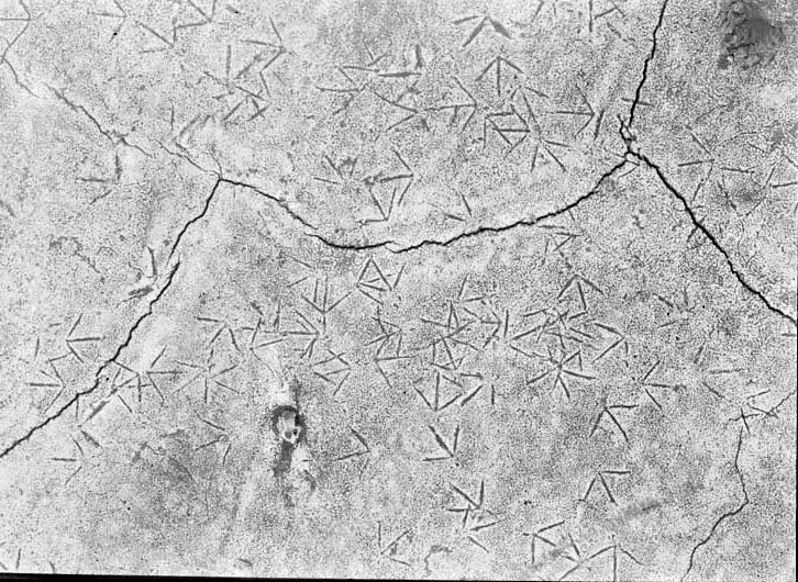 Original caption: Tracks of shorebirds, Salt Basin. Lancaster County.