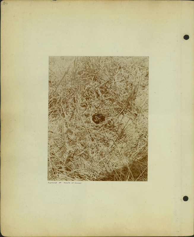 Frank Shoemaker, Narratives, Thomas County, July 3-11, July 27-30, 1911