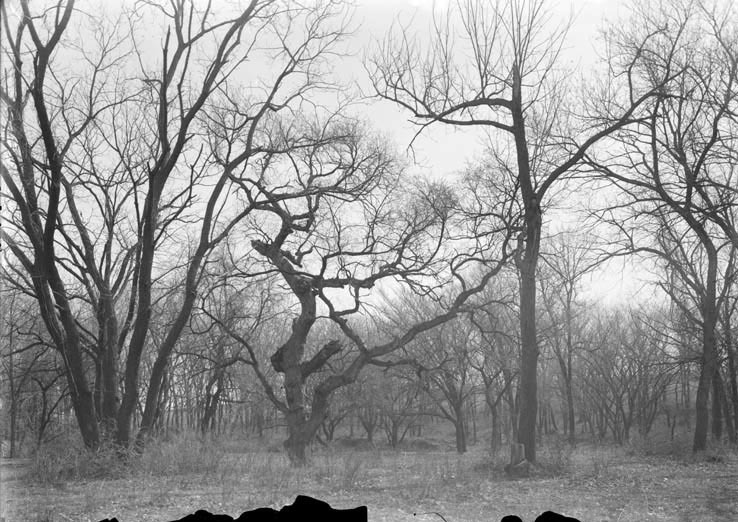 Original caption: Woodland near Salt Creek, west of the penitentiary, Lincoln, Nebr. Apr. 1913