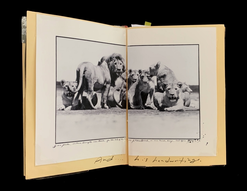 A vintage photograph of a lion pride in a natural setting, accompanied by handwritten notes.