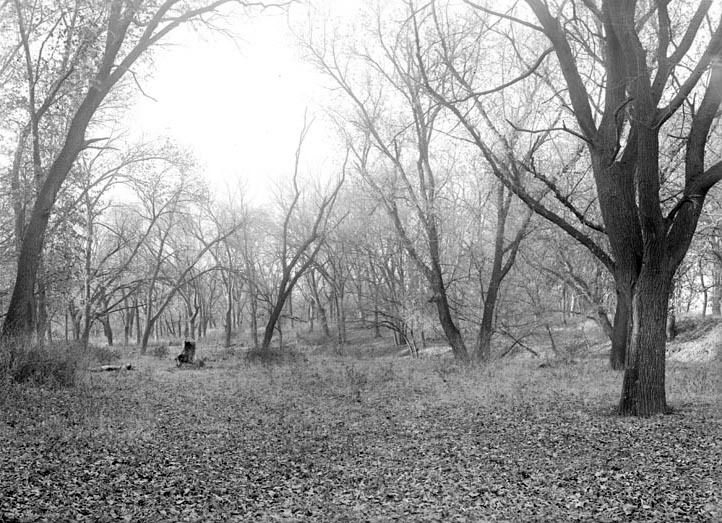 Branson Woods; November woodland view. Nov. 13, 1920. Lancaster County. Frank H. Shoemaker (321301-A1214)