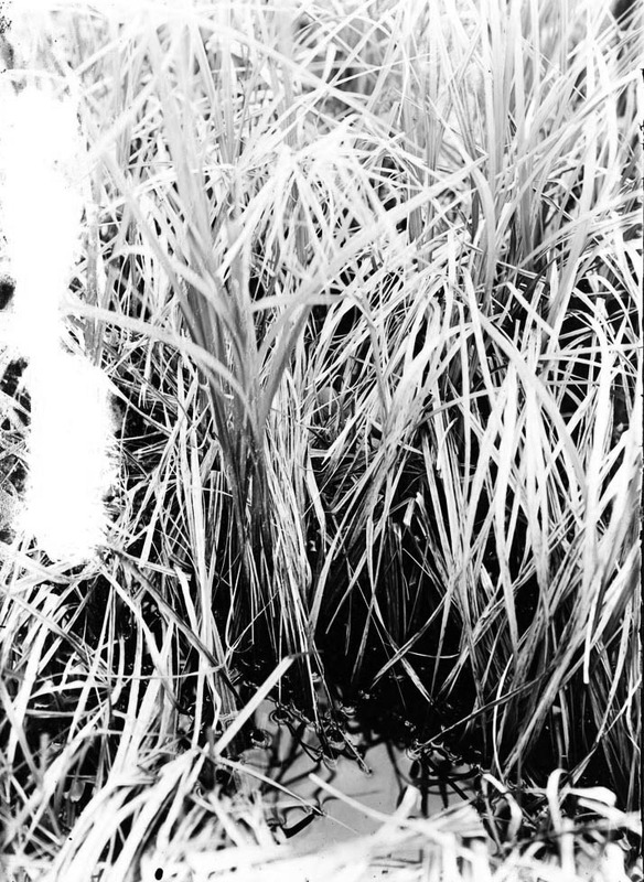 Original caption: Nest of Virginia Rail, Hackberry Lake, Cherry Co., Nebr. May 1903. Cherry County.