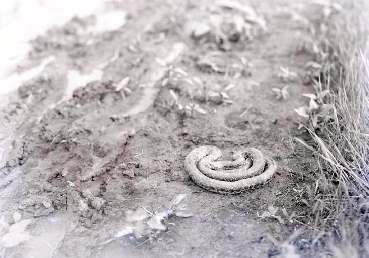 Bullsnake, 2 1/2 miles NE of Havelock