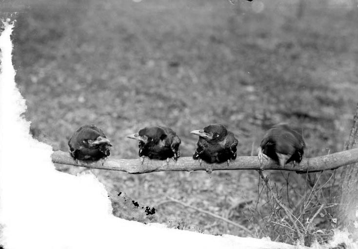 Four young Crow“Branson Grove, Lincoln Apr. 28, 1918. Lancaster County. Frank H. Shoemaker (321301-A0288)