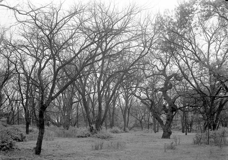 Branson Grove. Lancaster County. Frank H. Shoemaker (321301-A0806)