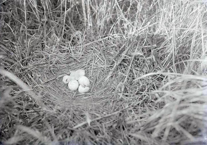 Marsh Hawk, nest with one young and two eggs, Havelock May 1918