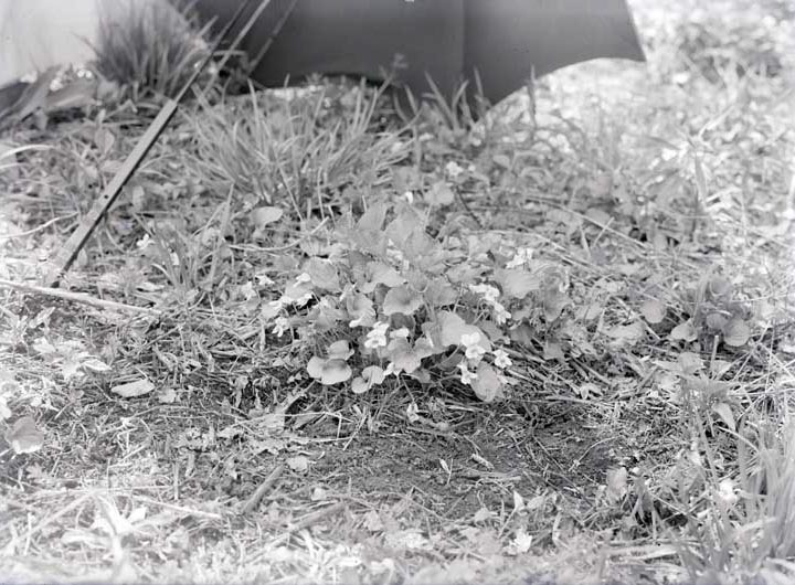 Original caption: Violets, Roca, Nebr. May 3, 1914