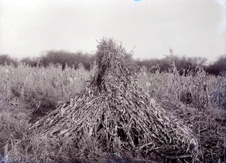 Original caption: Near Roca, Nebr. Corn in shock. Nov. 24, 1912