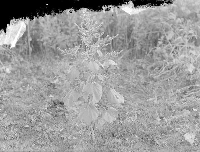 Original caption: Weeds - Salt Basin. Aug. 1916