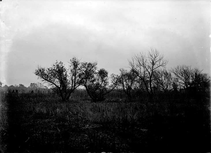 Original caption: Foliage near Salt Basin, Lincoln, NE. 1913