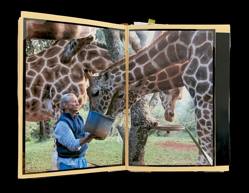 A photograph of a person feeding giraffes from a bucket, with two giraffes leaning in to drink from a hanging feeder.