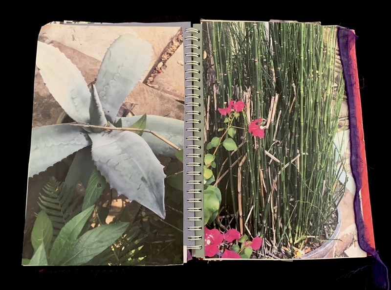 A spiral-bound notebook page featuring two photographs of plants, one with a large succulent and the other with bamboo and pink flowers.