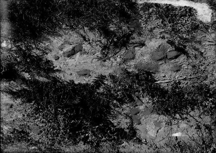 Original caption: Trauquebarica [mud crab]-autumn tunneling Salt Basin-Lincoln, Oct. 1917