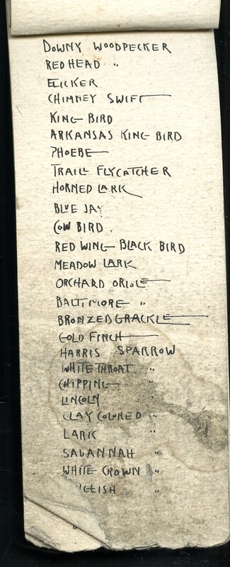 Frank H. Shoemaker handwritten composite list of birds, 5 pages, seen at Salt Basin, Lincoln, Nebraska.