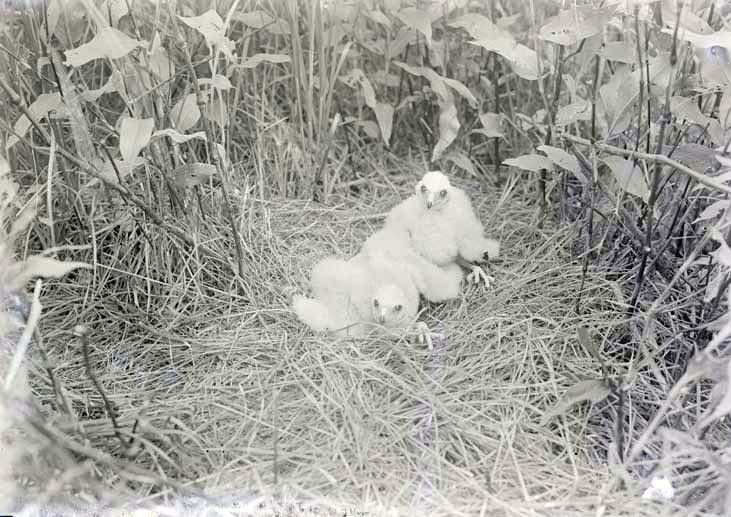Young Marsh Hawks, Havelock June 6, 1918