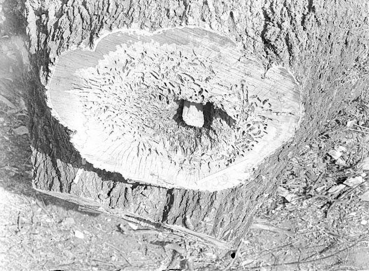 Original caption: Woodland, North of Salt Lake diseased Box elder-section of trunk.Mar. 3, 1922