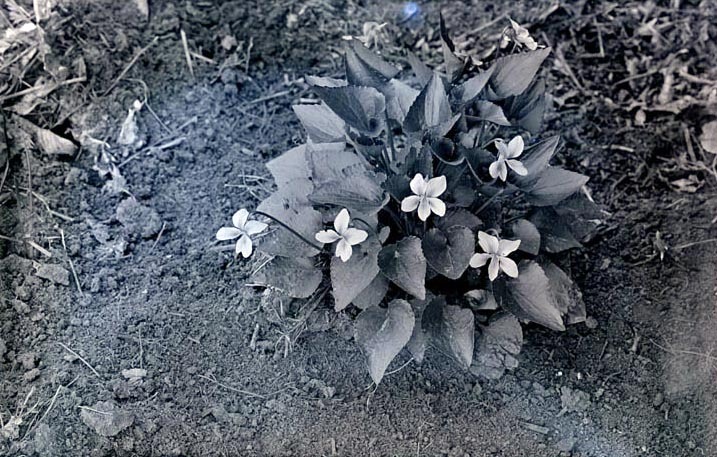 Violets 2 1/2 miles NE [northeast] of Havelock. May 9, 1920