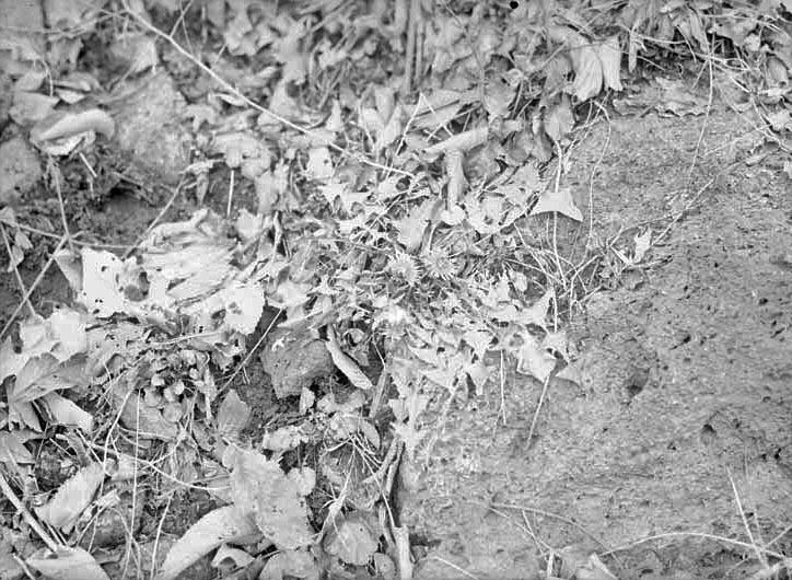 December Dandelions, Branson Woods. Dec. 1919. Frank H. Shoemaker (321301-A1022)