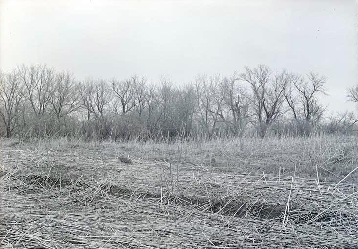 Cut off north of Havelock, ragweed in foreground, and crow's nest building. May 2, 1920