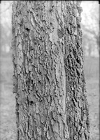 Hackberry, Branson Grove. Detail of bark Mar. 12, 1916. Lancaster County. Frank H. Shoemaker (321301-A0585)