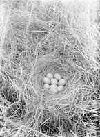 Original caption: Nest of Mallard, Trout Lake, Cherry Co., Nebr. May 1903. Cherry County.
