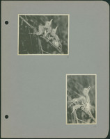 Frank Shoemaker - Omaha, Lincoln, and Nebraska Narratives