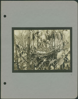 Frank Shoemaker - Omaha, Lincoln, and Nebraska Narratives