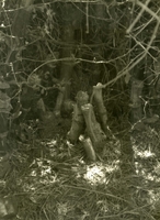 "Americal Division Hole Hunters - A well camouflaged VC hole cover is located in the 2nd Battalion 35 Infantry, Americal Division area. Local VC forces have used the holes to hide following sniper attacks to avoid discovery or contact. More than 1000 holes have been located by the 3rd Bde, 4th Inf Div, in Quang Ngai. Detection and clearance is a slow, careful process requiring and interpreter to ask the enemy to surrender, grenades to clear the enemy and 'tunnel rats' who inspect the holes for weapons or VC." Several stumps of trees on the forest floor.