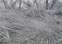 Stalks of Arteirisia Trifida-north of Havelock. May 2, 1920