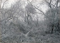 Wild Cucumbers-Salt Creek cutoff North of Havelock. May 2, 1920