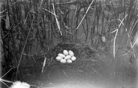 Original caption: Pied-billed Grebe. Hackberry Lake, Cherry Co., Nebraska. May 1903. Cherry County.