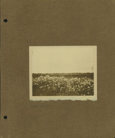 Frank Shoemaker Narratives, Dundy, Hitchcock, Redwillow, Furnas Counties, 1912