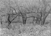 Branson Woods, Lincoln. Nov. 13, 1921. Lancaster County. Frank H. Shoemaker (321301-A1328)