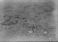 Original caption: Belted Piping Plover on nest, Salt Basin. 1922(?) Lancaster County.