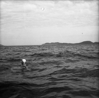 A person wearing a light swimming cap is swimming in a large body of water.